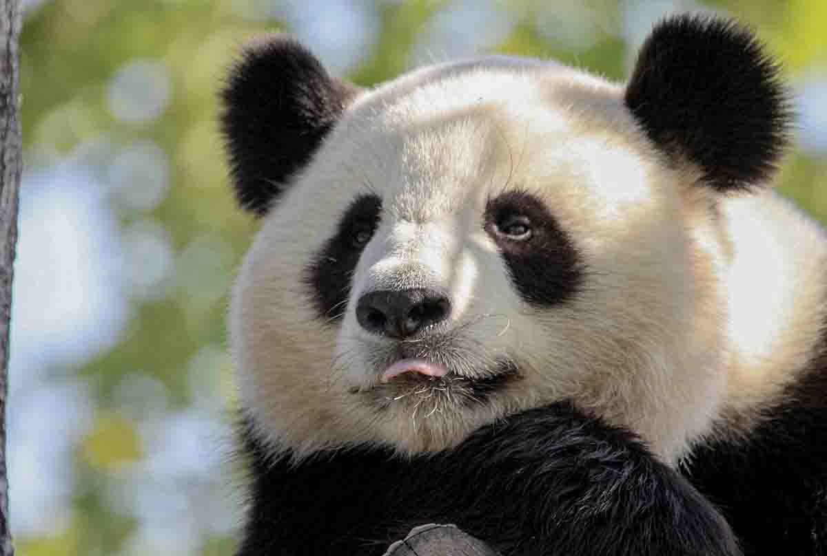 芬兰归还中国大熊猫？