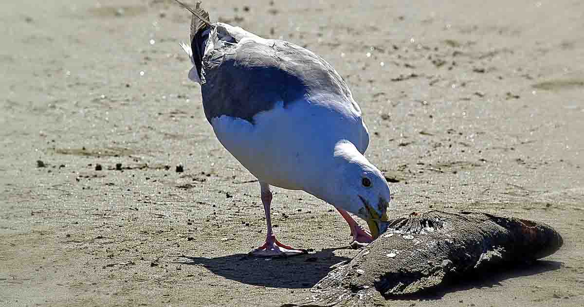 芬兰大规模禽流感死亡导致检测积压